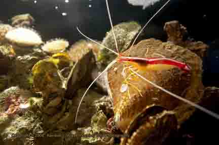 Shrimp and clams - Maui Ocean Park Aquarium, Maui, HI